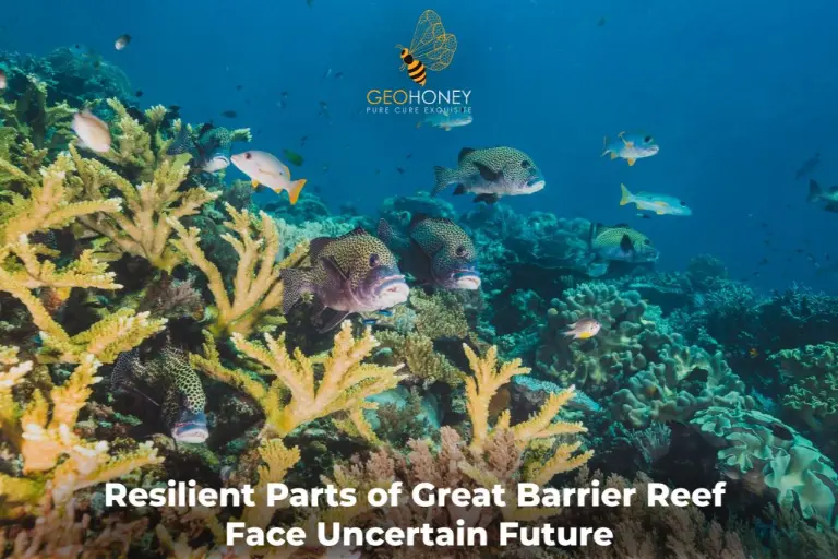 Resilient Parts of Great Barrier Reef Face Uncertain Future